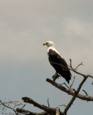 Schreiseeadler (1 von 2).jpg